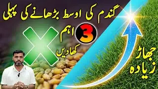 گندم کی طاقت کا فارمولا | Urea + Zinc + Amino Acid | Wheat Booster for High Yield 2025