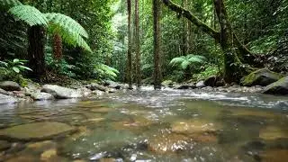 Peaceful Forest River Sounds | Flowing Water in Deep Jungle for Sleep, Relaxation & Study