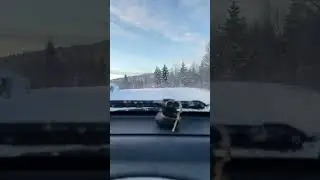 #drive #timelapse #morningmood #backcountry #newyearnewadventures #yt #automobile #scenery