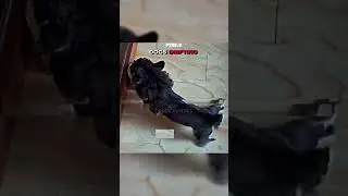 DOG VS CATS DRIFTING 🧐 #cat #dog #edit #trollface #fyp  #skull #shorts