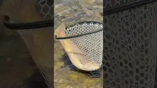 That&rsquo;s an 8lb TROUT 🥩 #fishing #troutfishing #trout