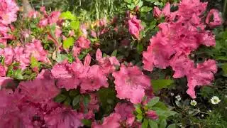 Beautiful flowers #Canberra #For everyone #Love it 