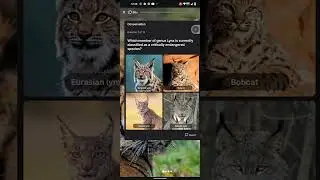 Wild Cats: A Deep Dive Conservation Quiz Answer HICH Quiz HICH Trivia HICH App