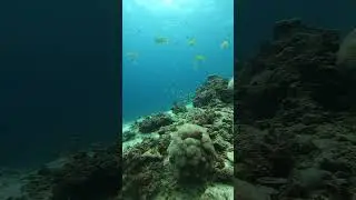 Scuba Diving Koh Haa Yai Thailand