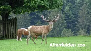 Altenfelden 🇦🇹 Zoo Tour 4K
