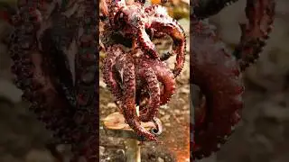 Delicious food, spider squid in the forest #food #cooking #seafoodprep #outdoorcooking