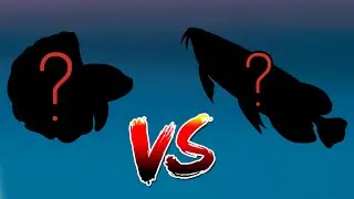 Which fish is the best fighter?