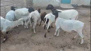 Ovelhas de raça para criadores de visão🐑🐑