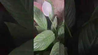 Peace lily in my garden #music #gardening #hobby #garden #homegarden  #viralshorts #subscribe