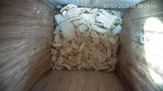 Bonnie's Screech Owl Stream