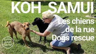 Soigner les chiens, les chats ou les animaux de la rue à Koh Samui Dogs rescue