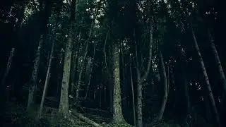 THE VOICE TRUE HORROR STORY