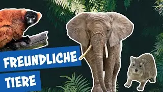 Verwandte Tierarten und au&szlig;ergew&ouml;hnliche Tiere | Panda, Gorilla und Co.