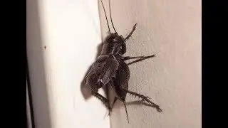 (*) Fall Field Cricket Chirping