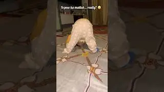 Baby doing upside-down pose? Myth busted! 😅✨Read description ⬇️😂