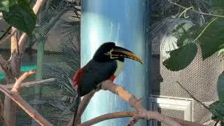 A Chestnut-Eared Aracari Bird