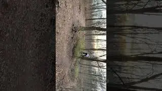 Whip Drop #mtb #clash #commencal #dh #bike #dirt #downhill #lifestyle #drop #funny