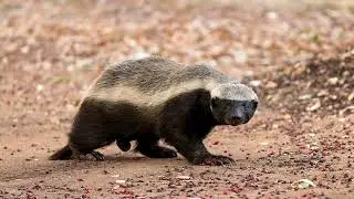 The Unstoppable Honey Badger: A Creature of Tenacity