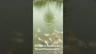 Travel to Tambunan at Tandarason Resort #nature #borneo #independenceday #travel #northborneo #sabah