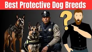 Top 5 Dog Breeds That Are the Best Protectors | Loyal and Fierce Guardians!