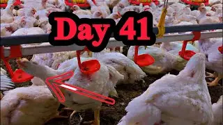Healthy Bird Drinking from Nipple System | FarmTechWithFahad