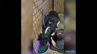 2025 Christmas babies and new LGd