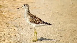 Wood Sandpiper (Tringa glareola)