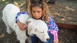 Top 10 Large White Fluffy Dog Breeds | Big, Cute & Gentle Giants