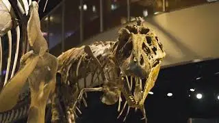 A World-Class Science Museum | The Perot Museum of Nature and Science in Dallas, Texas