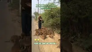 बंदरों की सेवा l bandar l langur l wild life l Rani monkey l jungli janwar l monkey l