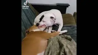 2 cani si limonano