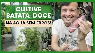 Segredos do Cultivo de Batata Doce na Água: Tire Todas as Suas Dúvidas!