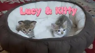 Getting acquainted with Lucy & Kitty 🥰 🐱