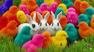 Tangkap Ayam Lucu, ayam warna warni, ayam rainbow, kelinci lucu, bebek lucu, ikan koi, Hewan Lucu