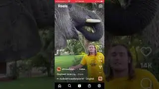 African Elephant eats the Watermelon