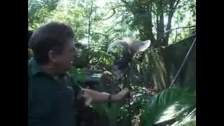 Tacca Bat Plant Care - Paradise Distributors