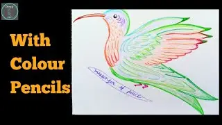 Bird Drawing for Kids || Love Birds Drawing with Pencil Colours Very Easy || Colourful Birds Drawing