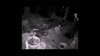 Ghost Kitty Returns