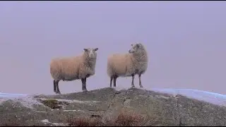 The sheep and the sea in Sweden