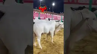 Masha&hearts;️Allah #beauties Of #CLF😍 #FaZii #cow #bull #100k #1million #fouryou