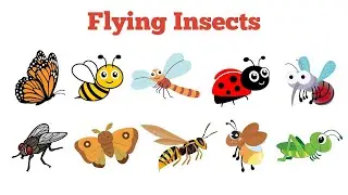 Flying Insects, Names of insects for Kids | Butterfly, Bee, Ladybug and More! 🦋🐝🐞