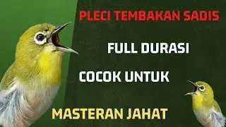 Pleci Tembakan Sadis Full Durasi Cocok Untuk Masteran Jahat