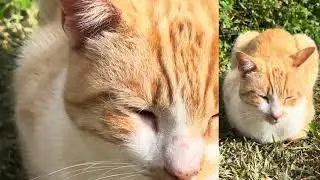Premiere Vlog: SPANISH CATS 🐈 #animals #nature #cats #fauna #flora #spain #world #travel #lifesenses