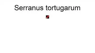 Serranus Tortugarum