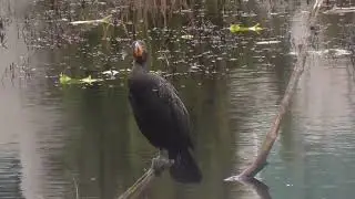 Great Cormorants - Double Crested Cormorant ? - Huge!!!