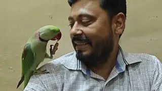 Mitthu or papa ka pyaar #masti# parrot