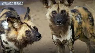 Can Animals Die from Depression?