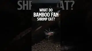 What do Bamboo Shrimp Eat? | Fan Shrimp