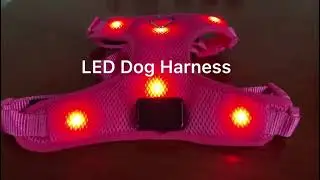 A Must For Night Dog Walking | LED Dog Harness for Puppies