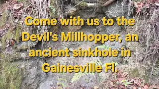 Walk Through of Devil's Millhopper #floridanature #statepark #visittheforest #peacefulnaturewalk 